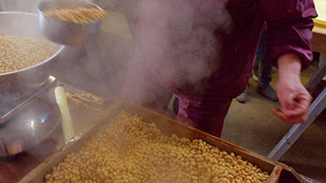 Preparing soybeans for miso